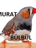 Murat Bülbül